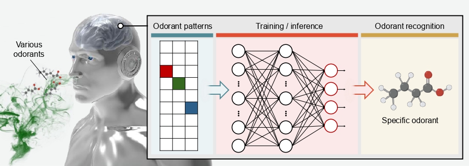 Odorant patterns Training/inference Odorant recognition Various odorants Specific odorant