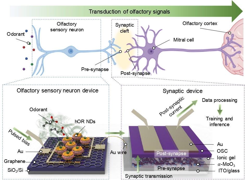 Olfactory sensory neuron Odorant Transduction of olfactory signals Synaptic cleft Olfactory cortex Mitral cell Pre-synapse Post-synapse Synaptic device Data processing Olfactory sensory neuron device Odorant hOR NDs Pulsed bias Au Graphene. SiO2/Si- Post-synaptic current Au wire Post-synapse Pre-synapse Synaptic transmission Training and inference Au OSC lonic gel α-MoO3 ITO/glass