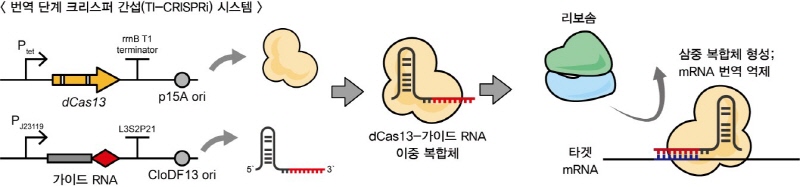 번역 단계 크리스퍼 간섭 시스템의 개념도