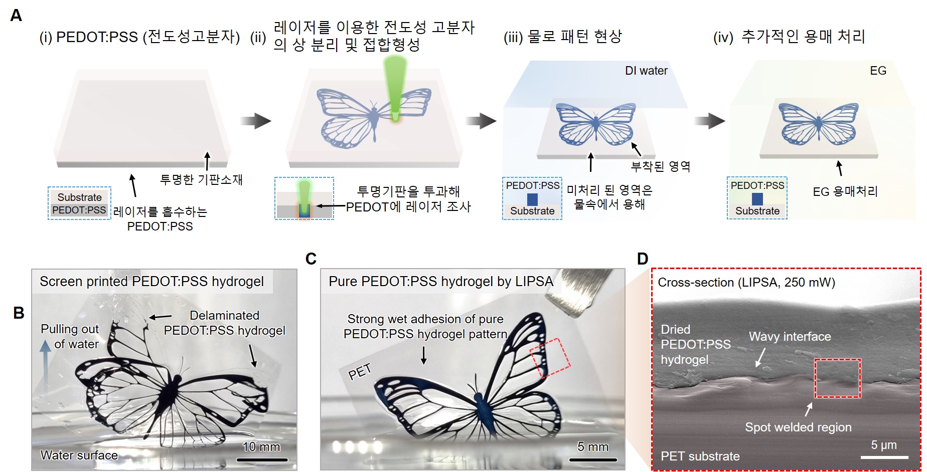 A (i) PEDOT:PSS (전도성고분자)(i)의 상 분리 및 접합형성 레이저를 이용한 전도성 고분자 (iii) 물로 패턴 현상 DI water (iv) 추가적인 용매 처리 부착된 영역 투명한 기판소재 Substrate 투명기판을 투과해 PEDOT:PSS 레이저를 흡수하는 -PEDOT에 레이저 조사 Substrate PEDOT:PSS 미처리 된 영역은 물속에서 용해 PEDOT:PSS EG 용매처리 Substrate PEDOT:PSS Screen printed PEDOT:PSS hydrogel B Pulling out of water Delaminated PEDOT:PSS hydrogel 10 mm Water surface C D Pure PEDOT:PSS hydrogel by LIPSA Strong wet adhesion of pure PEDOT:PSS hydrogel pattern PET Cross-section (LIPSA, 250 mW) Dried PEDOT:PSS hydrogel Wavy interface EG Spot welded region 5 μm 5mm PET substrate