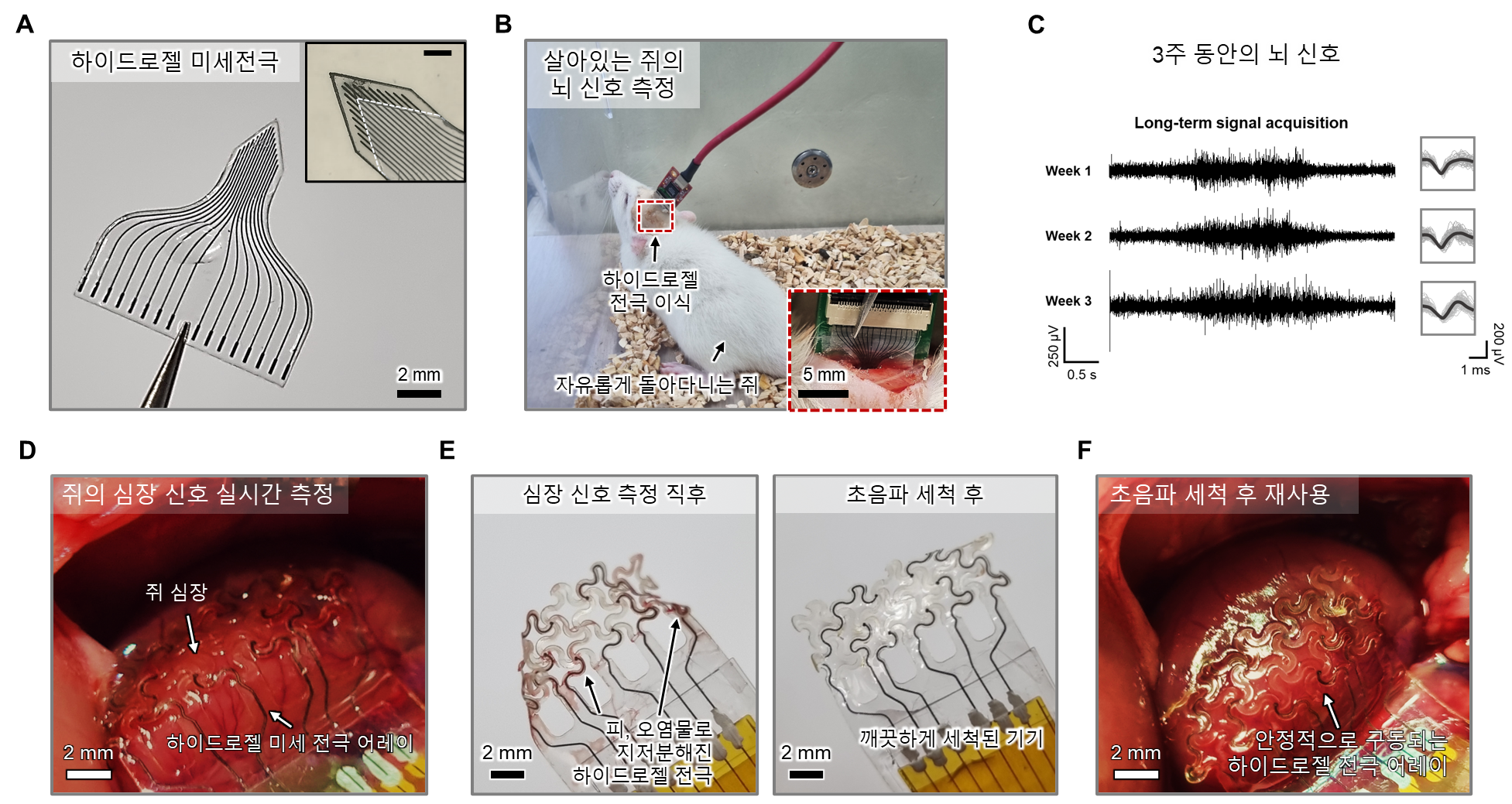 Figure 2: Hydrogel Microelectrode Array Developed Using Laser Process (A) Hydrogel microelectrode array for brain implantation fabricated using the laser process. (B) Image of a rat with the hydrogel microelectrode array implanted. (C) Brain signals of the rat measured over a period of three weeks. (D) Image of the rat's heart with the hydrogel microelectrode array implanted. (E) Hydrogel microelectrode array cleaned thoroughly via ultrasonic cleaning. (F) Hydrogel microelectrode array operating stably even after vigorous ultrasonic cleaning.