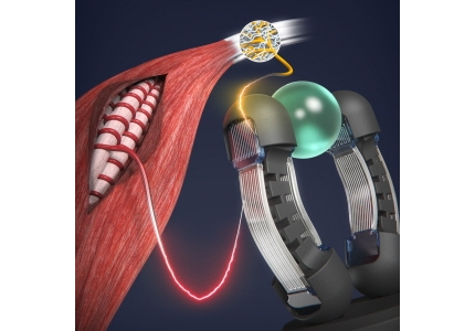 SNU Researchers Developed “Intelligent Artificial Muscle” Integrating Sensing and Actuation