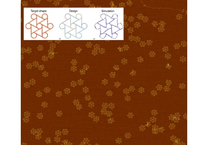 SNU Researchers Develop Generative AI Technology for Designing DNA Nanostructures in Arbitrary Shapes